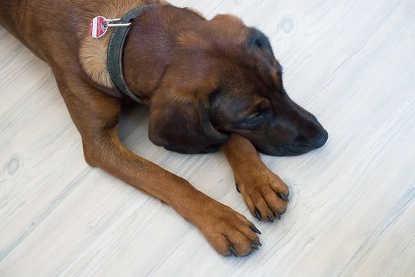 Hund Bei Der Gemeinde Anmelden Hundesteuer: Der Hund ist vom Besitzer bei der Gemeinde anzumelden